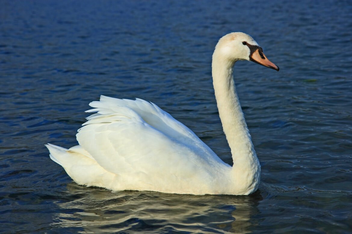 Cygne © CC-BY Sanchezn