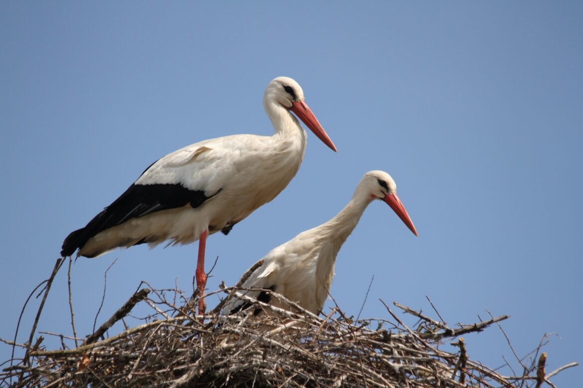 Cigogne blanche © CC BY serguei_30 @flickr.com